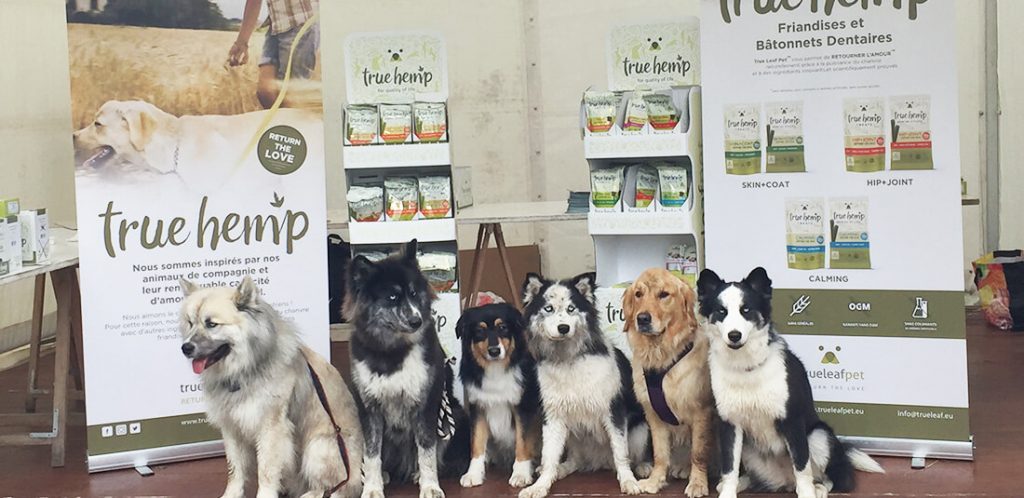 evenement-woofrun-chiens-1024x498 