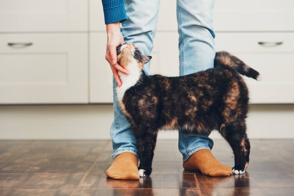 homme caressant chat